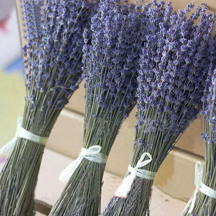 Dry Real  Natural Plant Dried Reed Flower Dried Provence Lavender Bunches for Arrangements