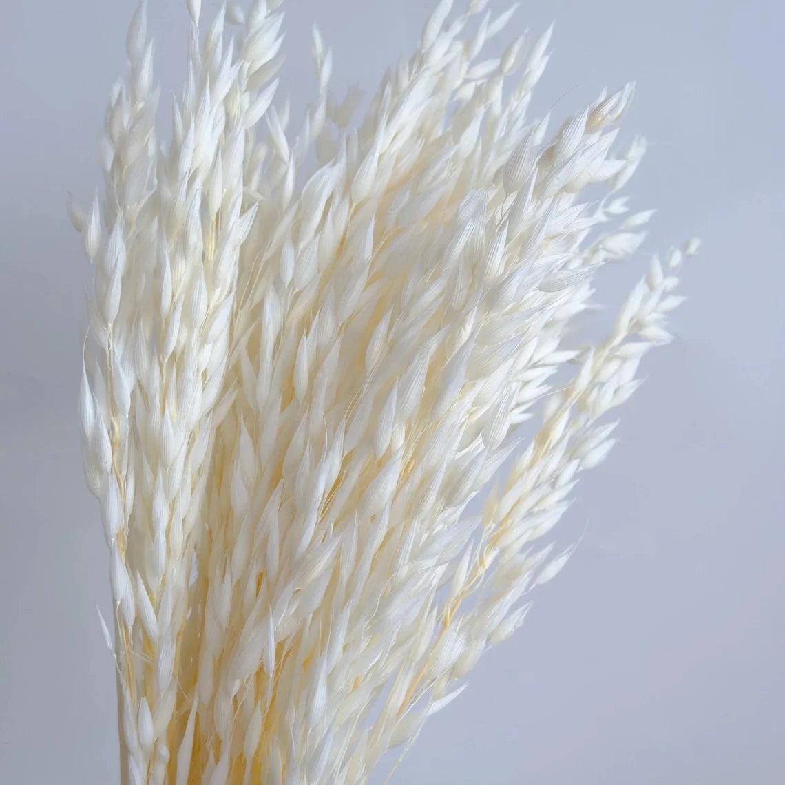 Factory Decorative Flowers White Avena Bunch Head Dried Oats For Home Wedding Decor