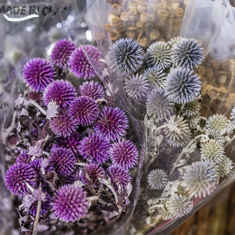 Ins Hot Selling Blue Thistle Dried Flowers Tinted Eryngium Dry Preserved Flowers Echinops