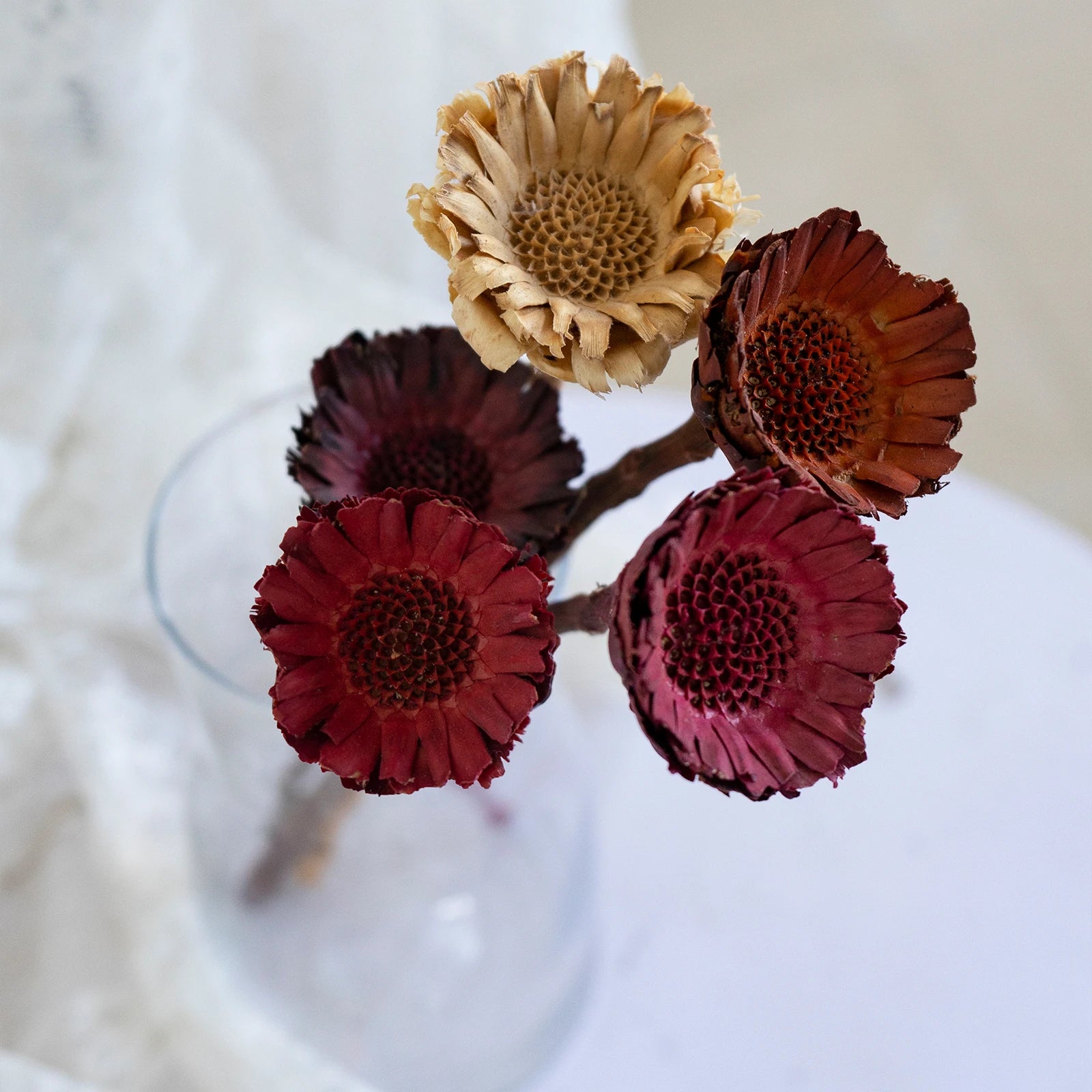 Natural Dried Flowers Fall Decor Protea Compacta Branches Dried Protea Rosette
