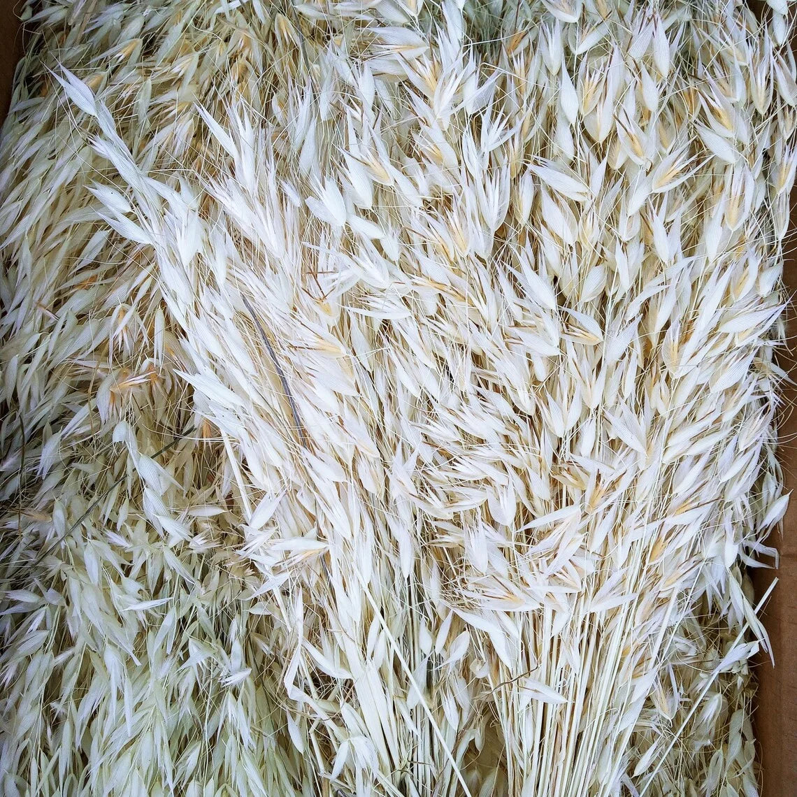 Factory Decorative Flowers White Avena Bunch Head Dried Oats For Home Wedding Decor