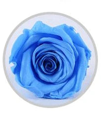 wholesale best quality six preserved rose  in glass christmas gift