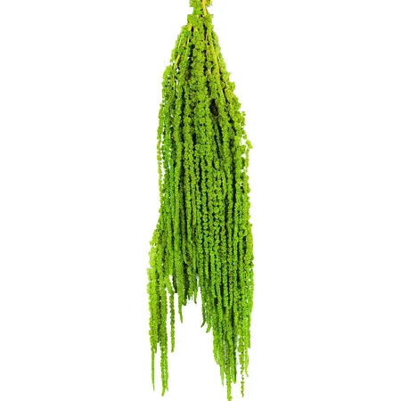 Factory Direct Price Decorative Dried Flowers Real Long Lasting Red Hanging Amaranthus for Wedding Bouquet