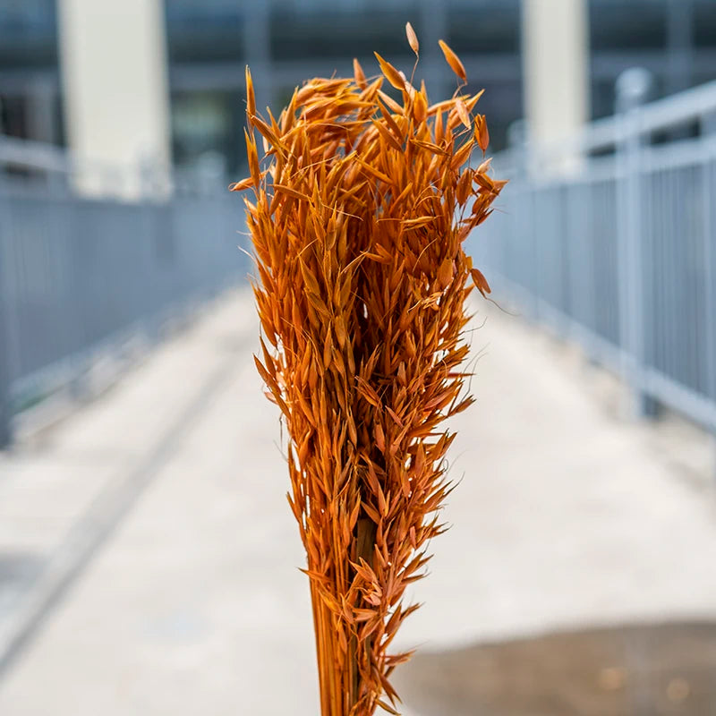 Real Dried Preserved Flowers Grass Avena Sativa Florals Natural Wild Bunch Dried Oats Flowers for Home Decoration