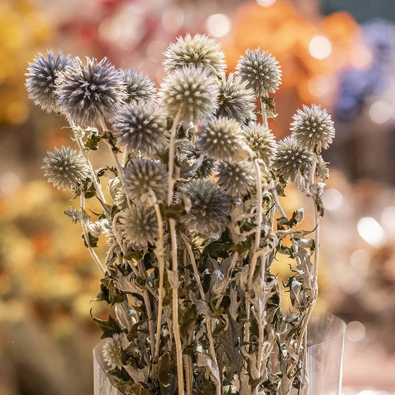 Ins Hot Selling Blue Thistle Dried Flowers Tinted Eryngium Dry Preserved Flowers Echinops