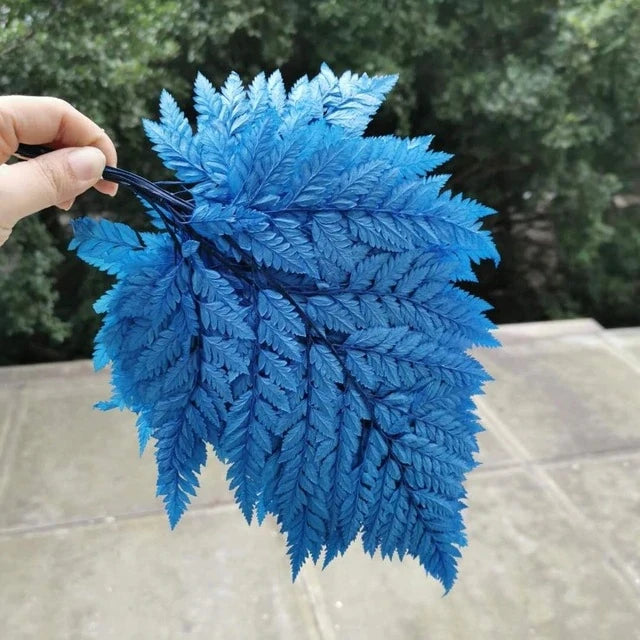 10pcs Natural Fresh Eternal Flower Preserved Fiddlehead Ferns Leaves for Wedding Dome Decoration Accessories