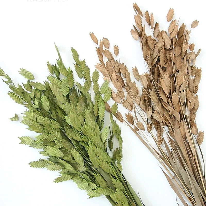 Natural Decorative Dried Flowers Bouquets Grass Floral Northern Sea Oats Preserved Chasmanthium Latifolium