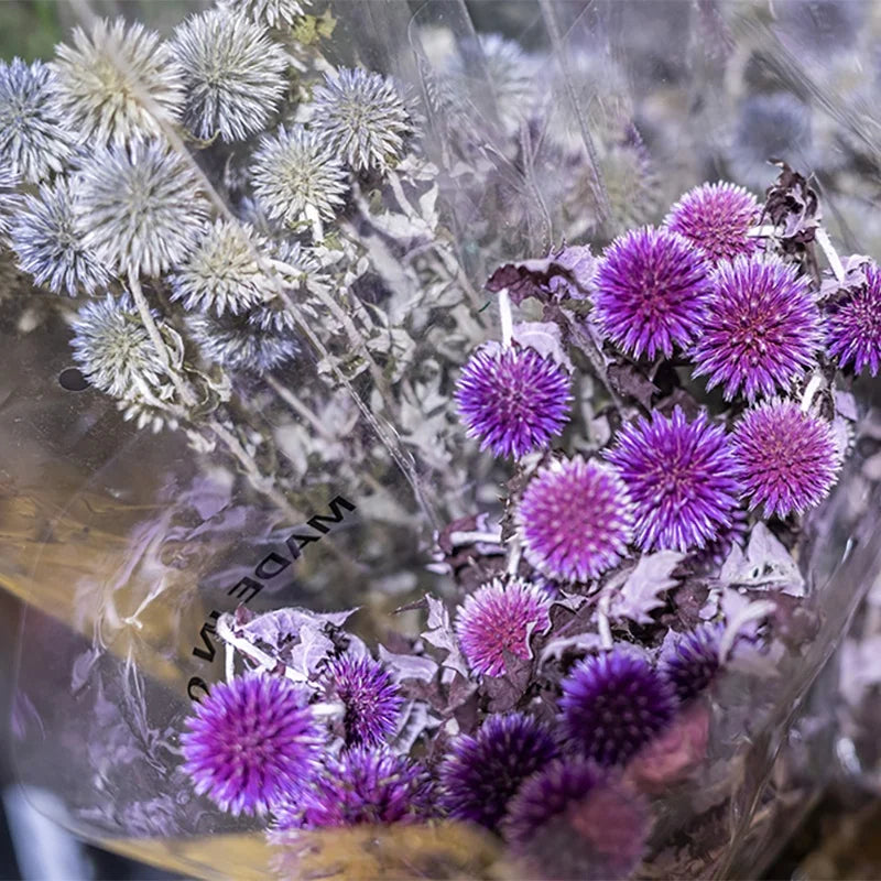 Ins Hot Selling Blue Thistle Dried Flowers Tinted Eryngium Dry Preserved Flowers Echinops
